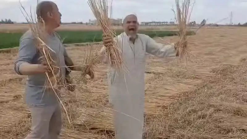 سرقة القمح بالشرقية في مصر