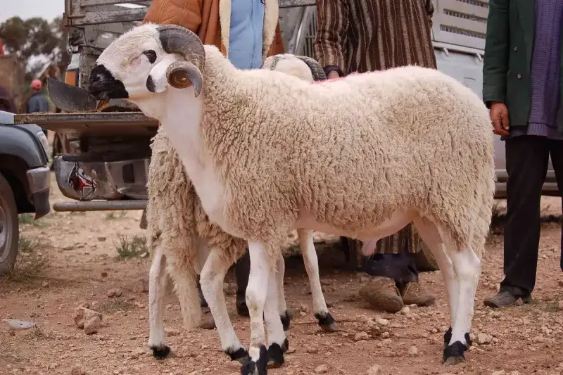 الأضاحي في الجزائر