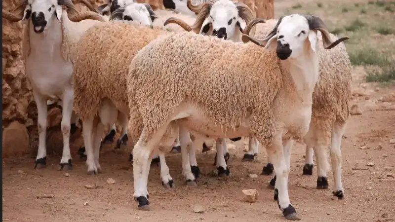 أسعار الأضاحي في المغرب