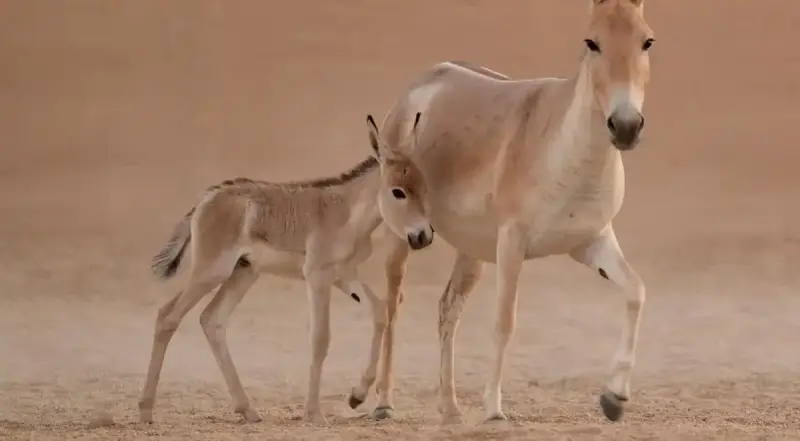 أول مهر بري في السعودية