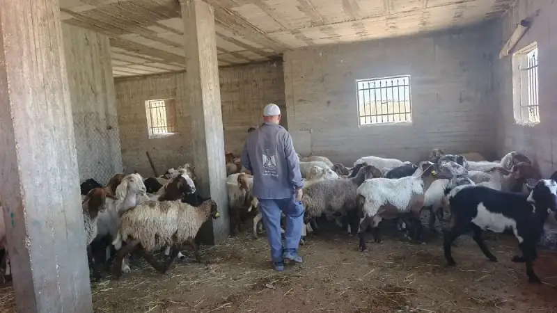 تطعيم وترقيم الثروة الحيوانية