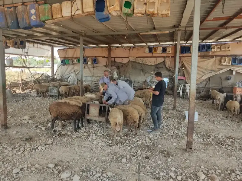تطعيم وترقيم الثروة الحيوانية