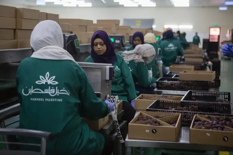 تصدير التمور الفلسطينية