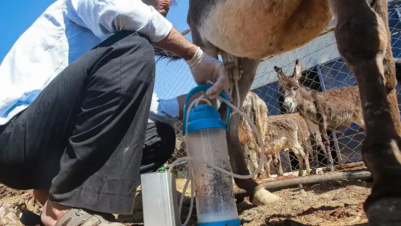 حليب الحمير وصناعة الصابون بالأردن