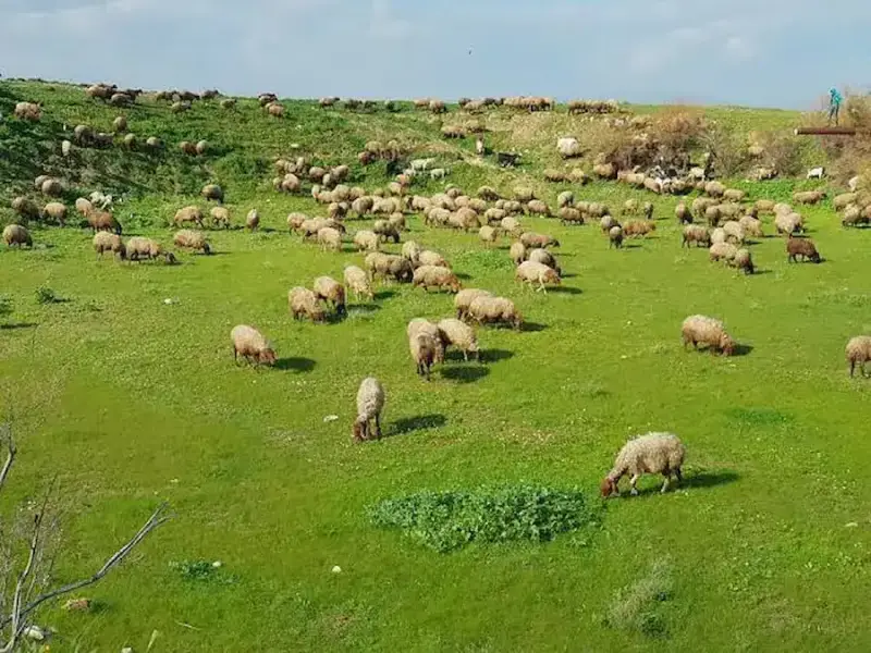 صورة توضيحية – الإحصاء وسلطة البيئة: المراعي تشكل 37% من الضفة الغربية.. و118 تجمعاً رعوياً هُجّرت