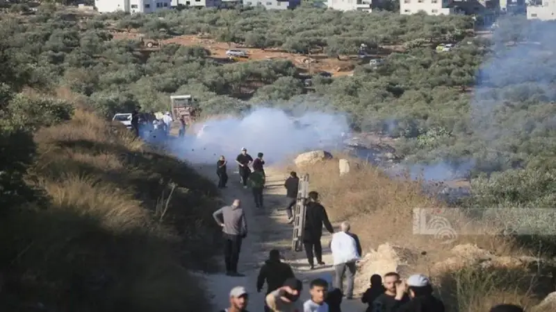 صورة رسمية – الجيش الإسرائيلي يعتقل العشرات بينهم مرشح للكونغرس خلال قطف الزيتون في الضفة الغربية