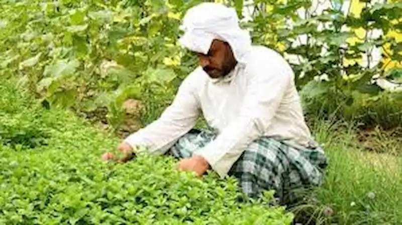 الزراعة في السعودية