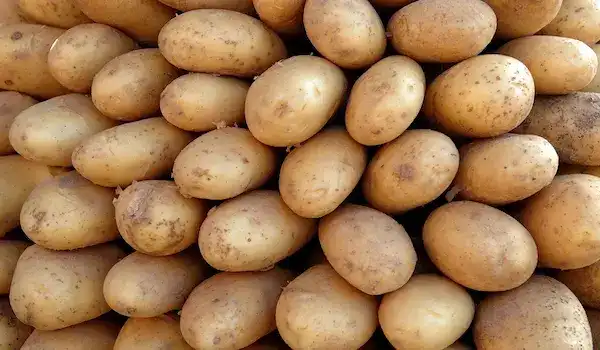 البطاطس