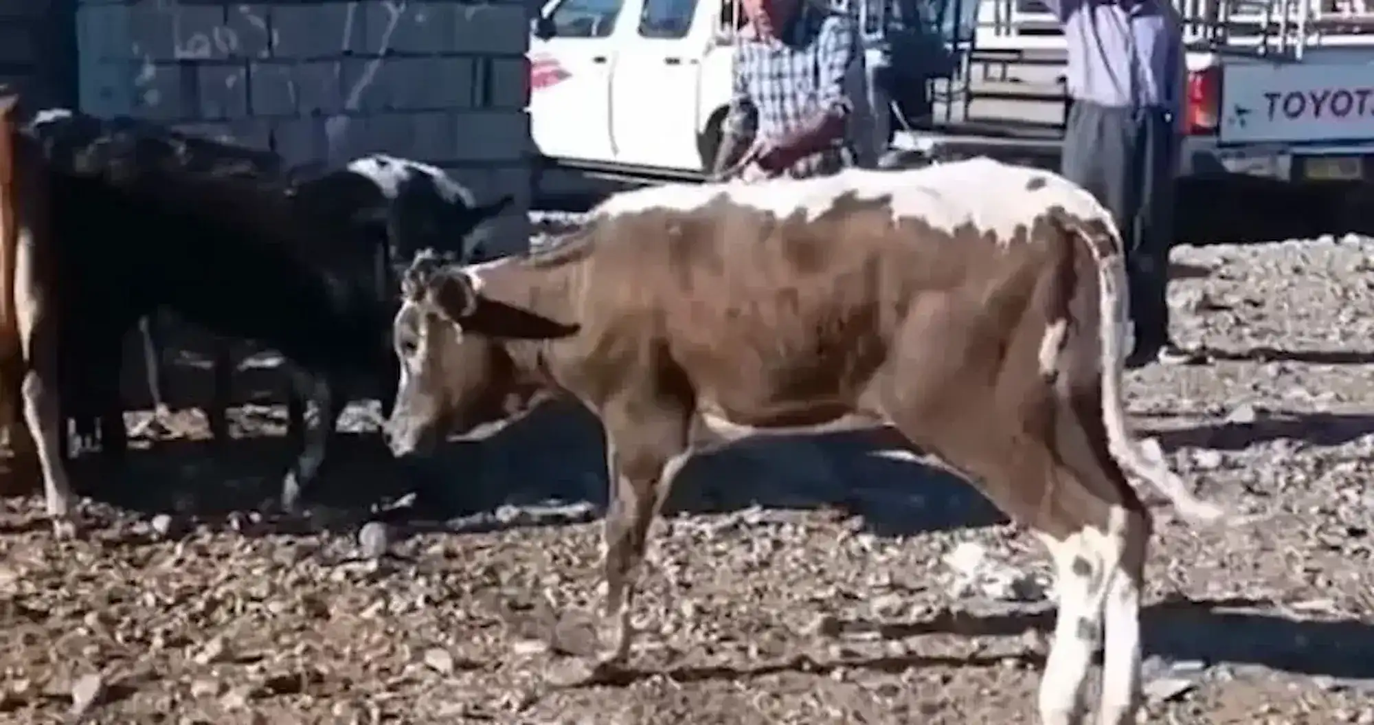 بقرة عراقية نادرة