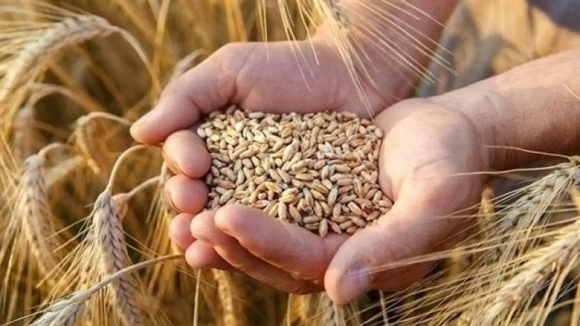 أسعار الأرز الشعير اليوم