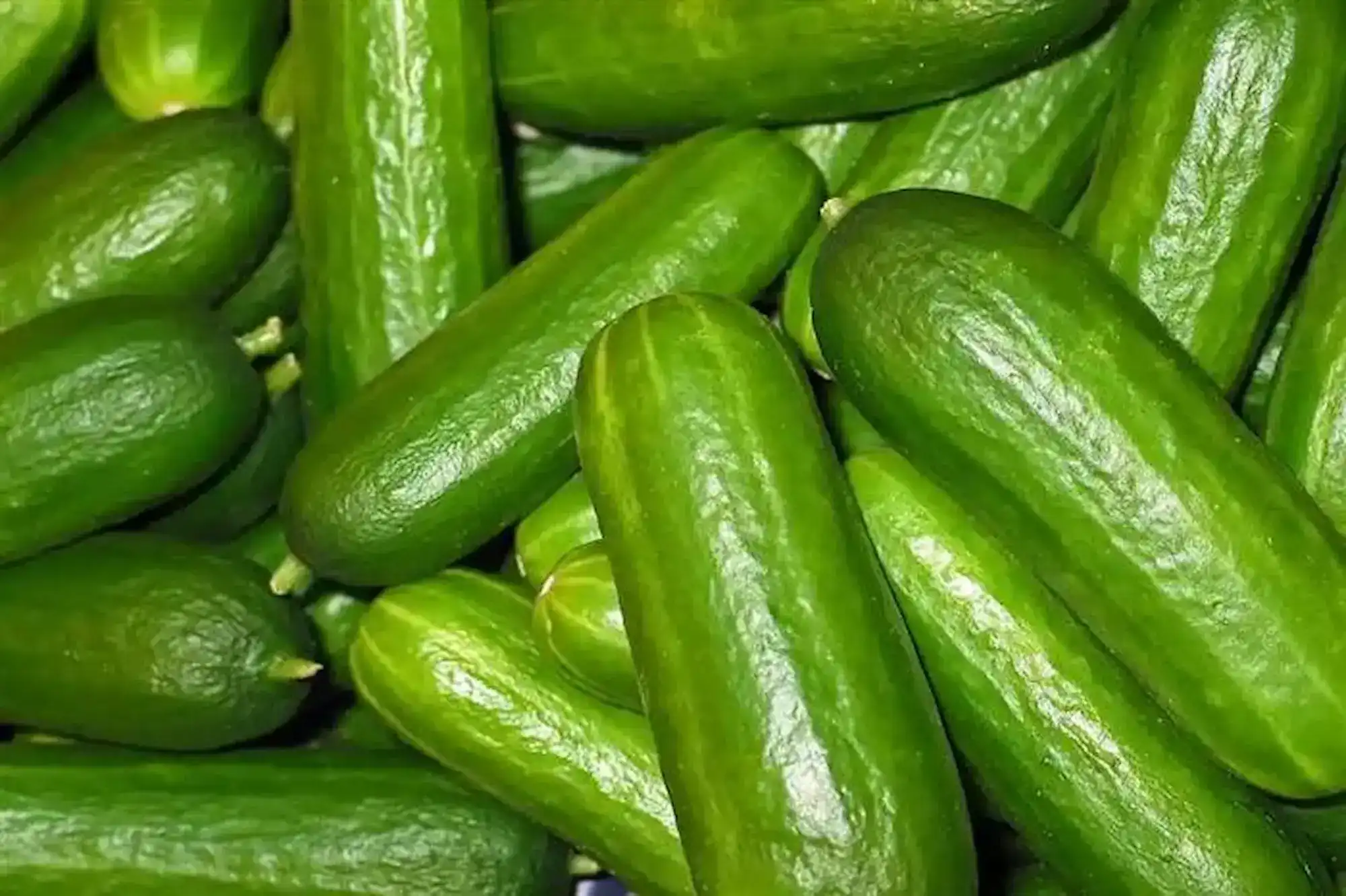 الخيار