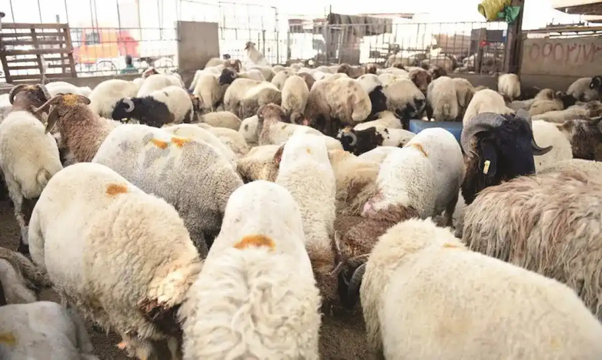 سعر كيلو الخروف القائم في عيد الأضحى 2025 بمصر