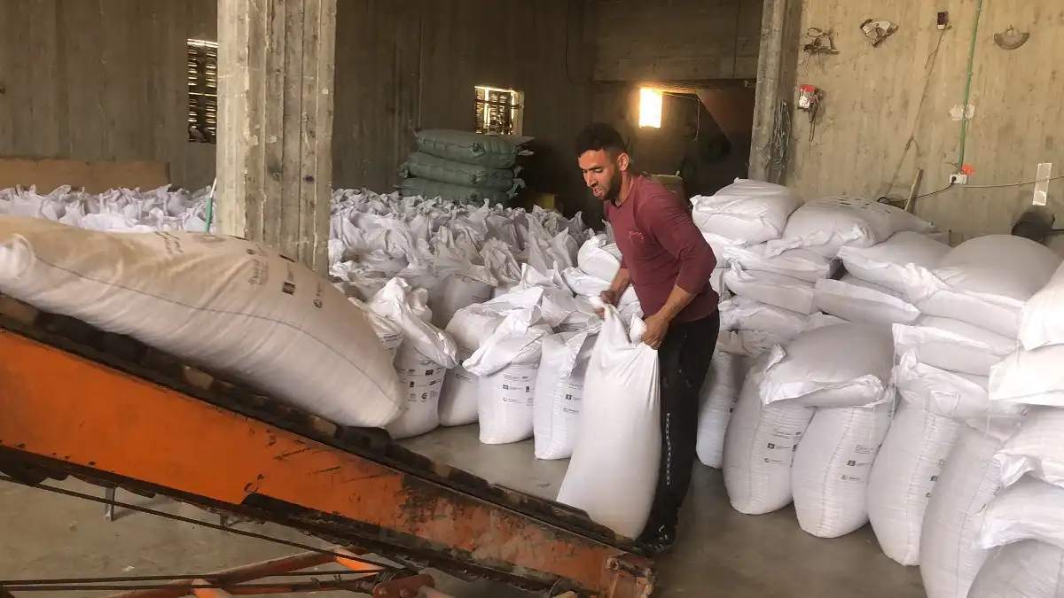 الزراعة الفلسطينية تدعم مربي الأغنام في نابلس