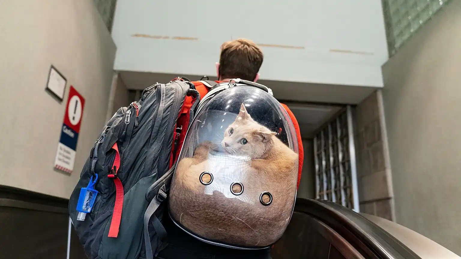 سرطان الثدي