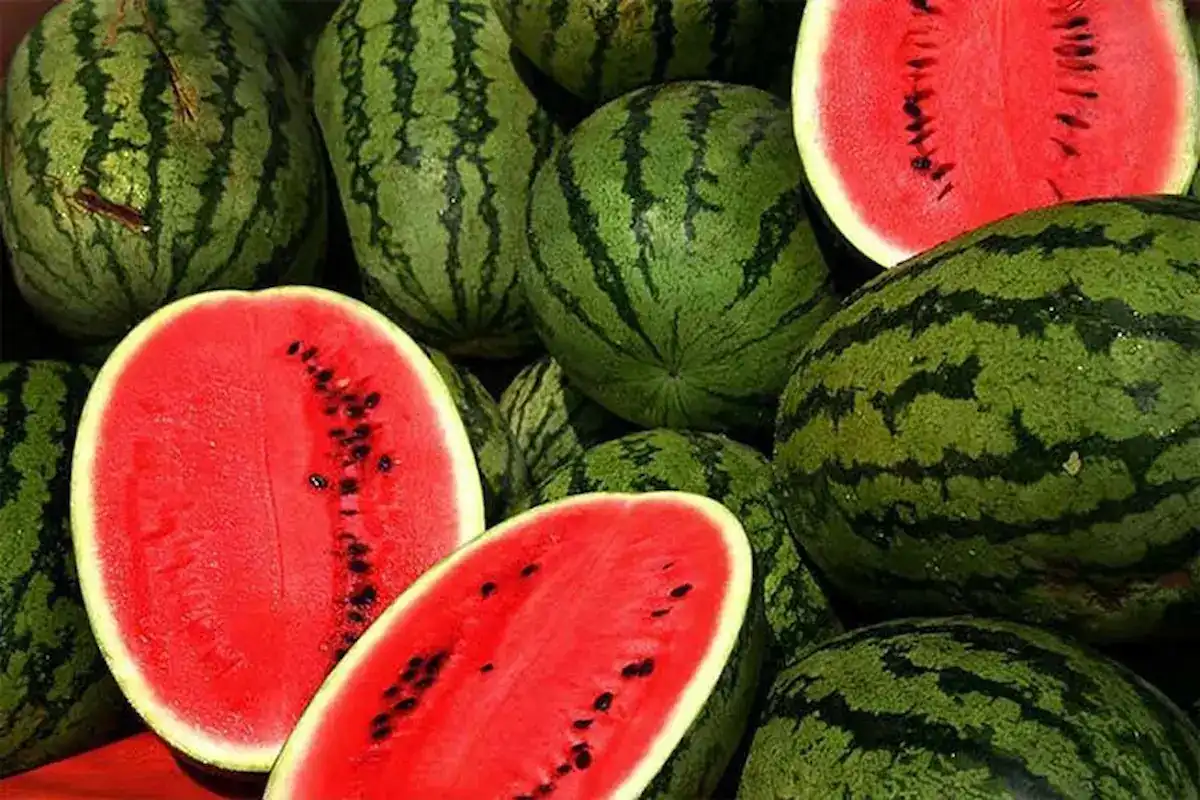 البطيخ الأحمر في الجزائر