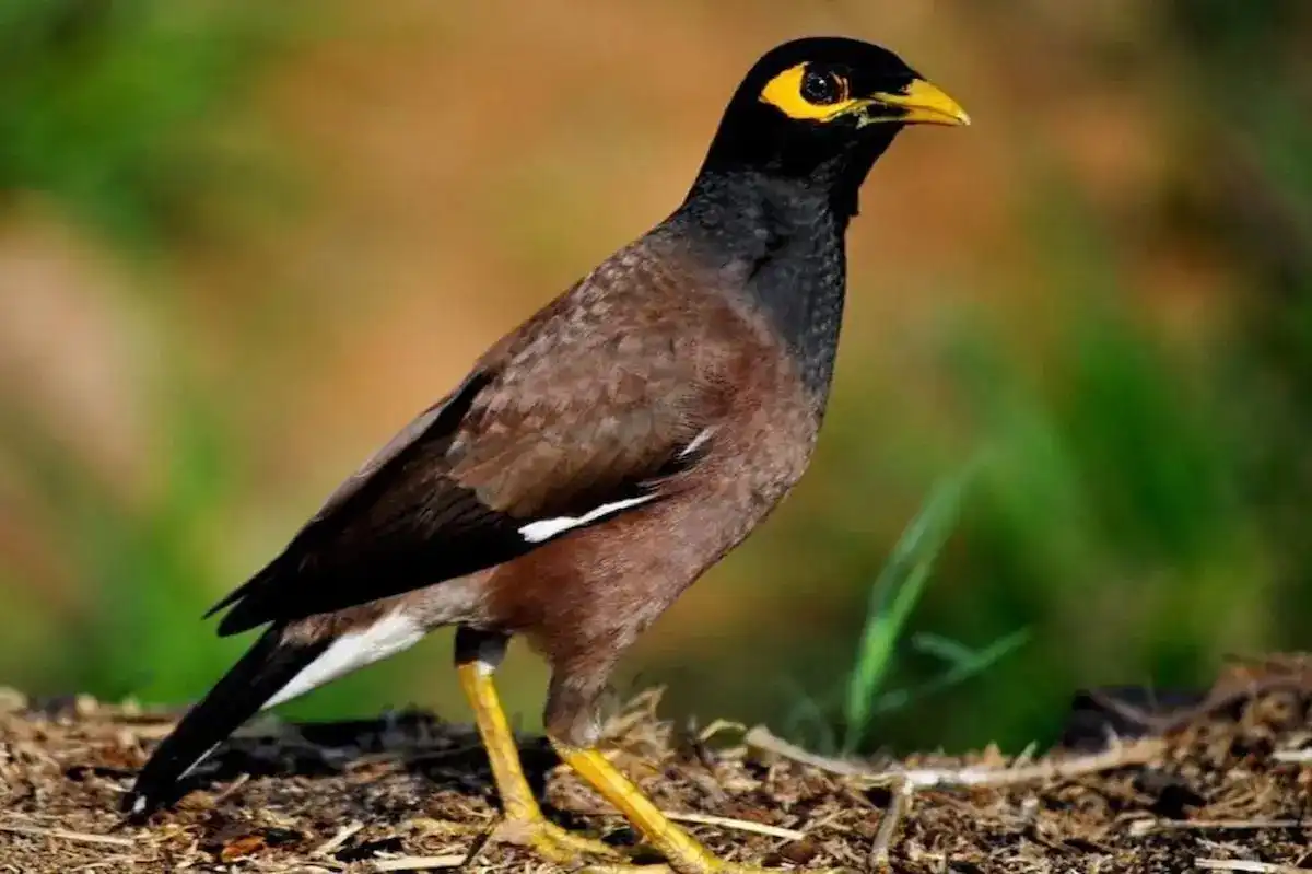 صوت طائر المينا الهندي