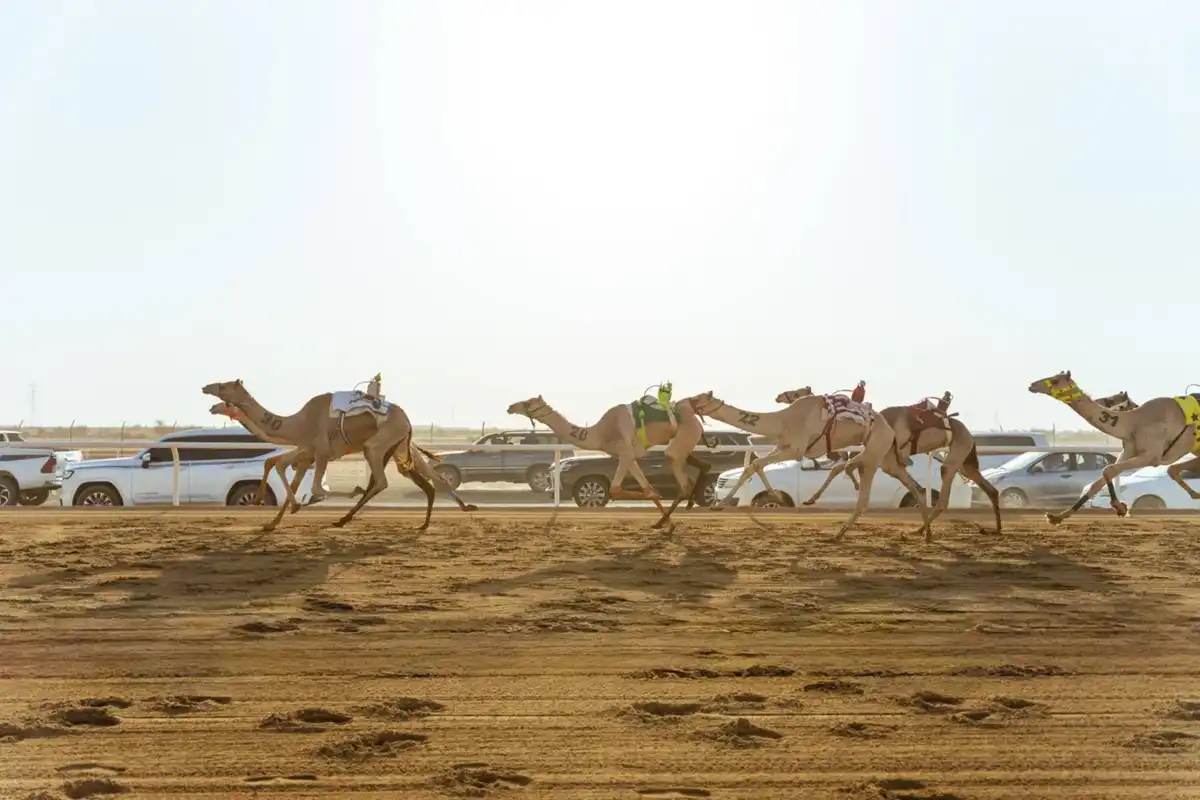 مهرجان ولي العهد للهجن سبتمبر 2026